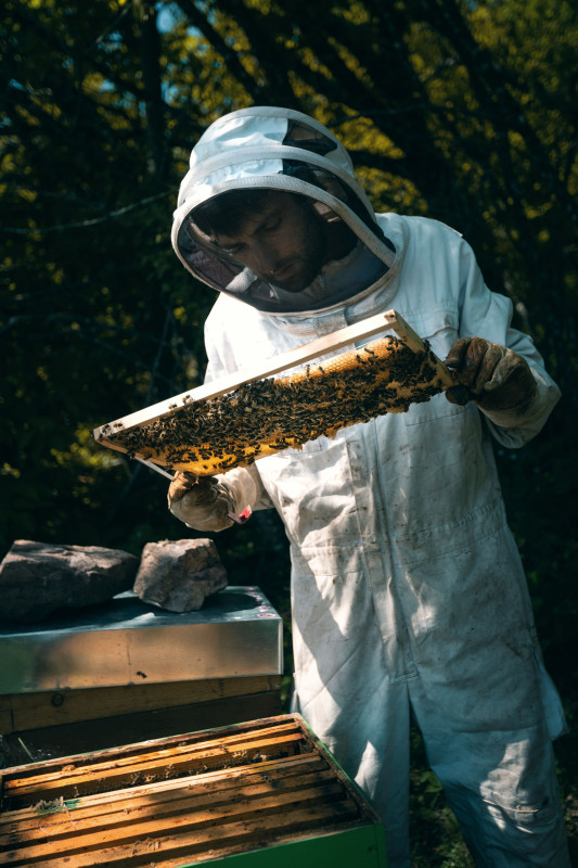 15-le-monde-des-abeilles-aur-lie-amiot-1093163