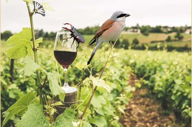 nature-terroir-pierrick-nivet-1094048