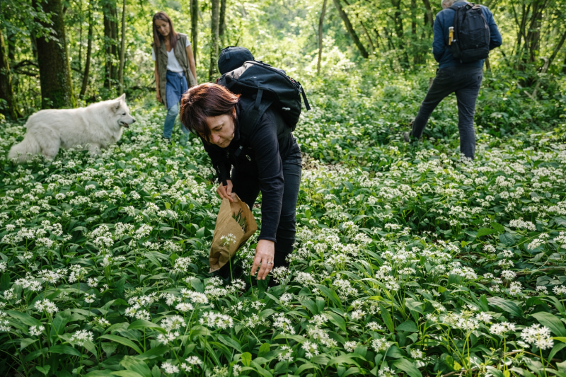 r-colte-d-ail-des-ours-en-for-t-1094343 r-colte-d-ail-des-ours-en-for-t-1094343